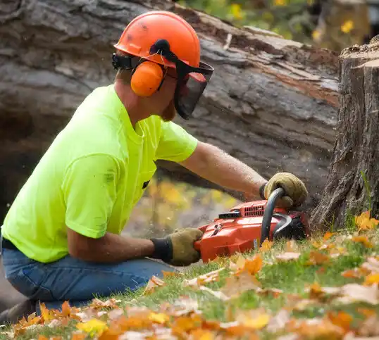 tree services Howard Lake